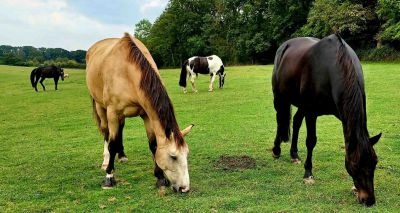 World Horse Welfare calls for improved equine laws